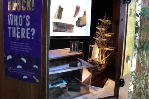 HMS Victory timber housing Deathwatch beetles on display at London Zoo