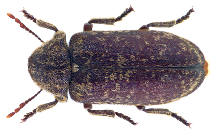 Close up view of a Deathwatch Beetle. 