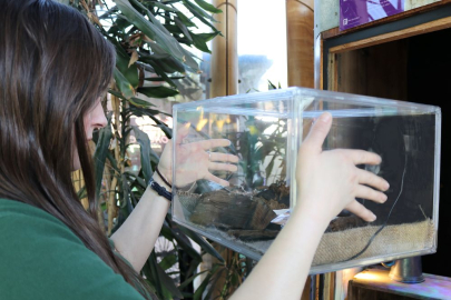 Cat Dixon looking to a terrarium for Deathwatch beetles.  