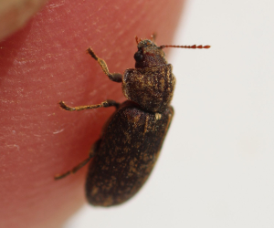 A deathwatch beetle on a human finger tip. 