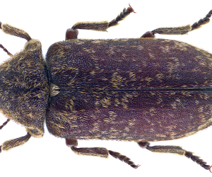 Close up view of a Deathwatch Beetle. 