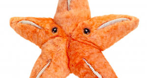 A cuddly starfish purchasable from our gift shop.  